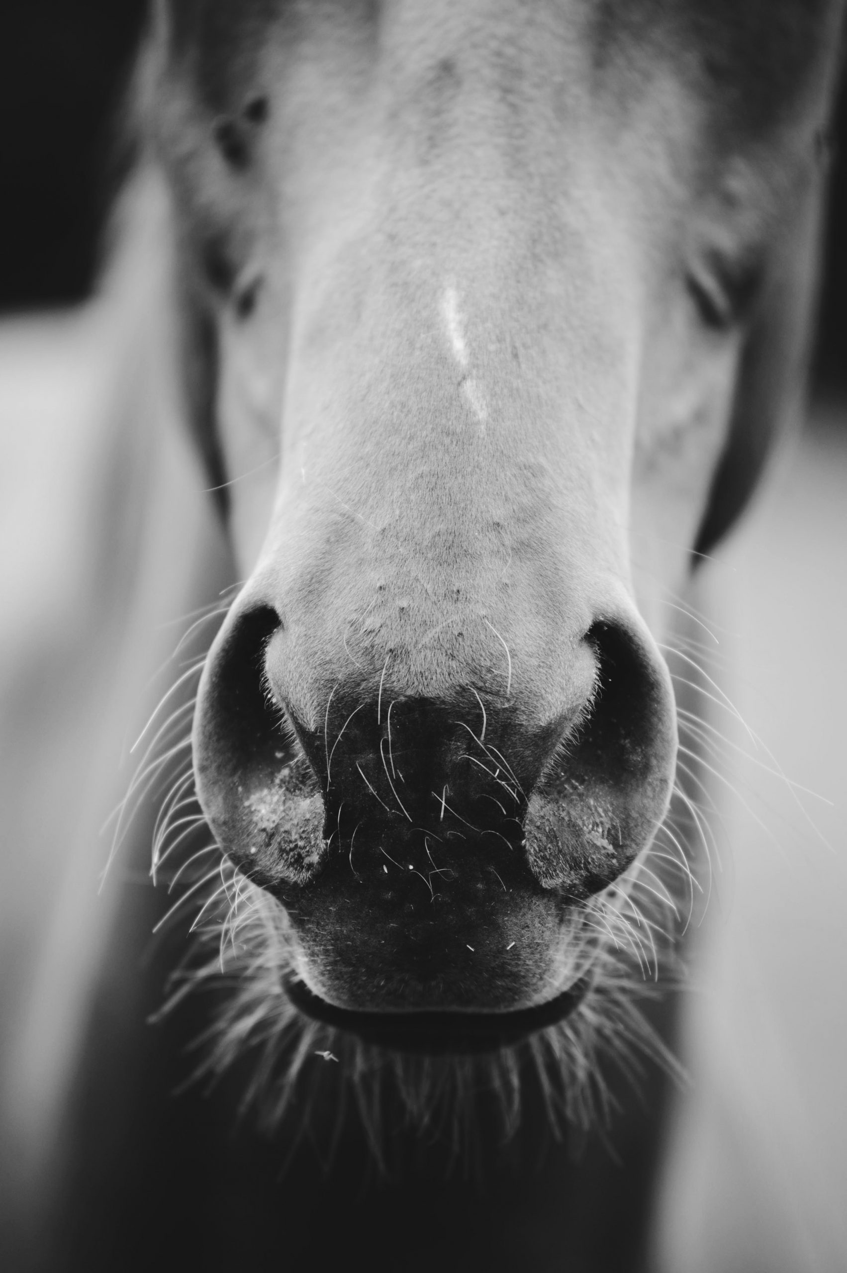 Photo of horse's muzzle for the blog post about Brush Off