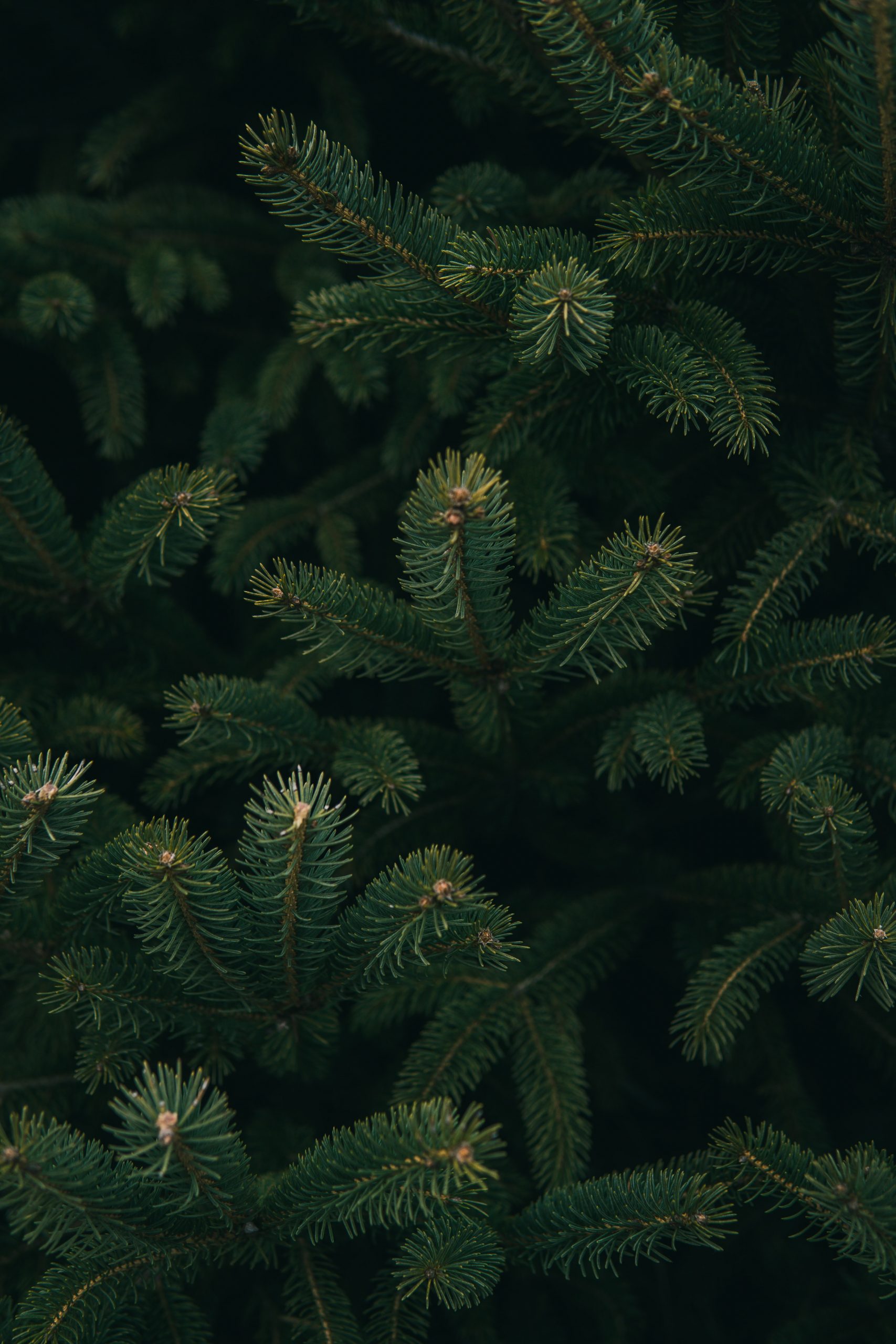 an up close picture of vibrant, green pine trees branches \
